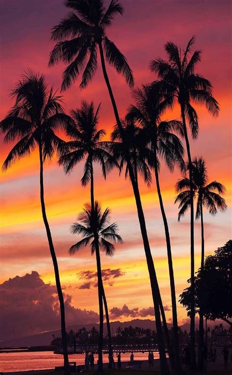 Palm Tree Hawaii Beach Sunset Wallpaper Mural Wallpaper