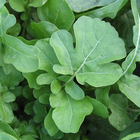 Besides good quality brands, you'll also find plenty of discounts when you shop for herb plant during big sales. Roquette Arugula Herb Plants for Sale | Free Shipping
