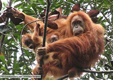 We did not find results for: Calls grow for Jokowi to protect Tapanuli orangutan - National - The Jakarta Post