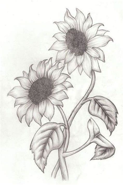 Two Sunflowers Intertwined Simple Rose Drawing Black And White Pencil