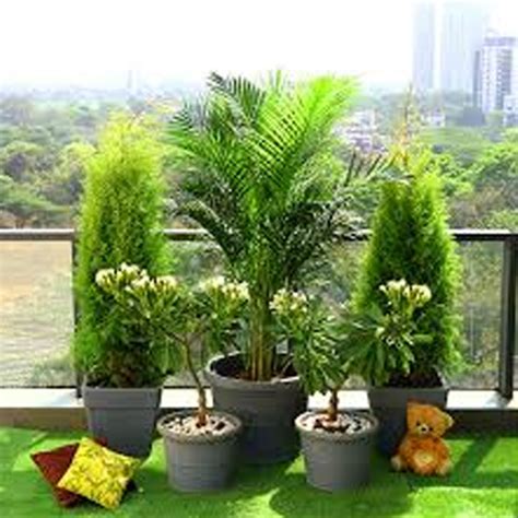 Outdoor Plants In Qatar Mashtal Qatar