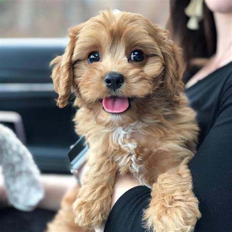 Cavapoo Puppies Information Characteristics Facts Videos Cavapoo