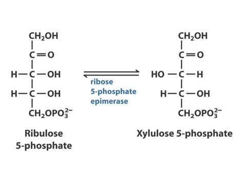 Hexose Monophosphate Shunt Pathway Hmp Pathway