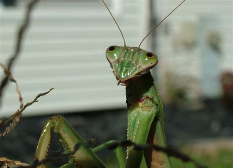 Praying Mantis Eating Other Praying Mantis Large Females Youtube