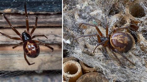 expert issues warning to brits over spike in false widow spiders caused by heatwave heart