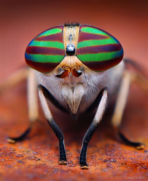 Macro Insect Photography By Thomas Shahan Twistedsifter