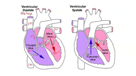 Heart Physiology Diastole And Systole Youtube