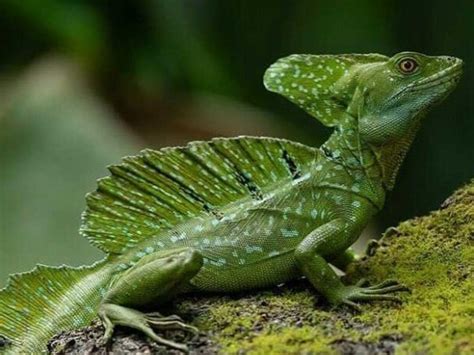 Green Basilisk Facts Size Lifespan Habitat And Pictures
