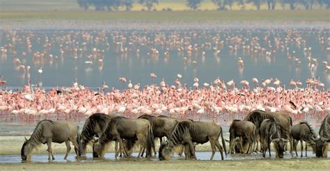 3 Days Serengeti And Ngorongoro Safari Tanzania Safaris Tanzania Tours