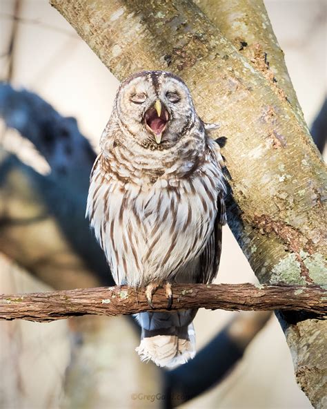 Barred Owl Yawning New Jersey — Greg Gard