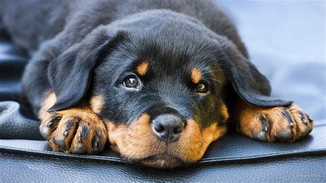 High Resolution Cute Rottweiler Puppy Wallpaper Pets Lovers