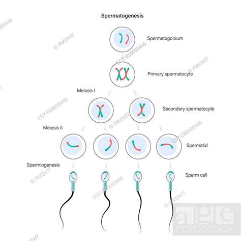 Spermatogenesis And Cell Division Diploid Cells Dna Replication And