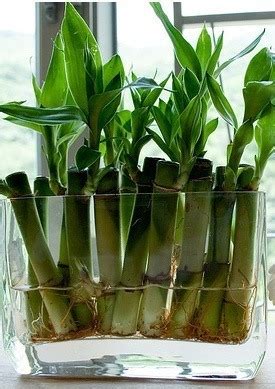 Con la decoración con plantas harás que tu hogar sea más verde y sentirás la naturaleza más cercana a ti. Plantas para decorar el baño - Tendenzias.com
