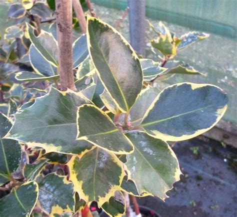 Ilex aquifolium Rubricaulis Aurea | Arbustos, Arboles