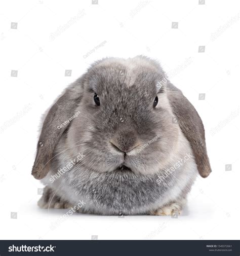 1040 Rabbit Laying Down Images Stock Photos And Vectors Shutterstock