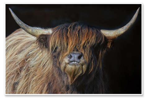 Scottish Highland Cattle Print By Joachim G Pinkawa Posterlounge