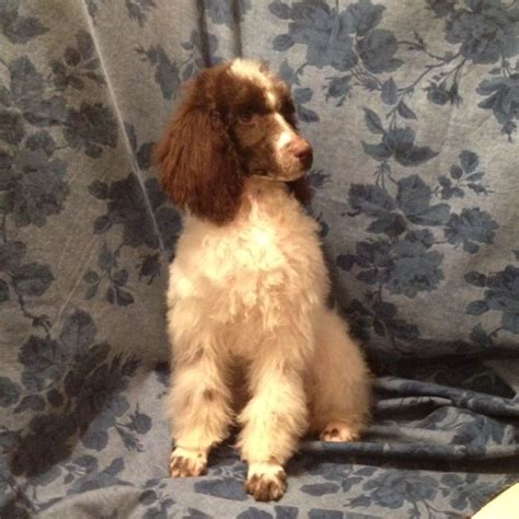 Parti, brindle and tuxedo colored. Brown and white parti standard poodle girl. | Poodle puppy ...