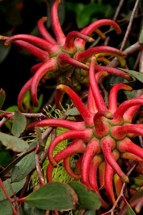 On his ranch, among many different types of produce trees (including olives, walnuts, and figs), he grew over 200 acres of eucalyptus. 17 Best images about Australian native plants on Pinterest ...