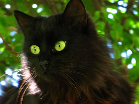 Fluffy pet with green eyes is staring in camera. EmberClan: Cat List