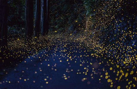 A Wonderous Night Under The Stars Enjoying Rivers Of Fireflies