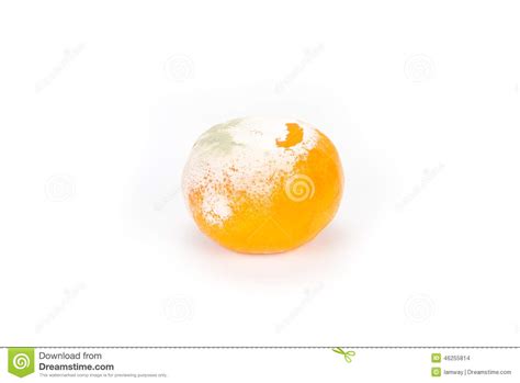 Stinky Rotten Fungus Mold Orange Stock Photo Image Of Mold Orange