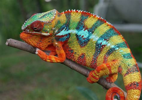 Chameleons Color Change Siowfa16 Science In Our World