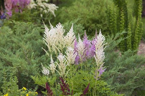 Here are 30 amazing flowers that thrive in the shade. Zone 3 Plants For Shade: Tips On Growing Shade Loving ...