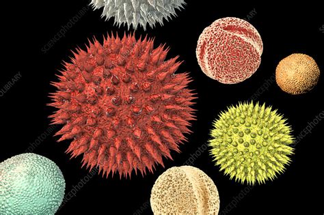 Pollen Grains From Different Plants Illustration Stock Image F027