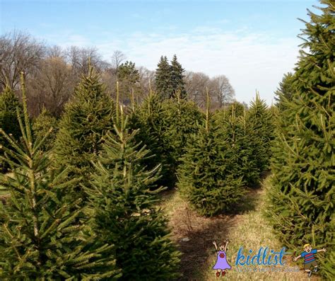 Pine tree barn is a restored dutch bank barn featuring over 25,000 sq. 2018 Live Christmas Tree Farms: Cut Your Own (or Find a ...