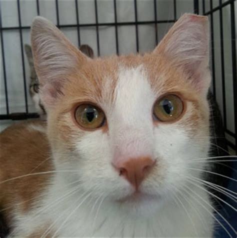 Painting of green eyed cat. About Community Cats | Iowa Humane Alliance