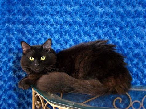Maybe you would like to learn more about one of these? Midnight - Black Solid Ragdoll Cat. I would love to have ...