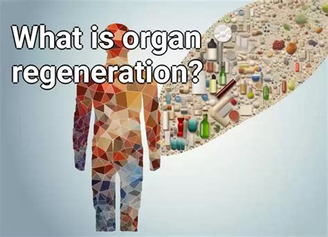 What Is Organ Regeneration Lifeextensiongovcapital