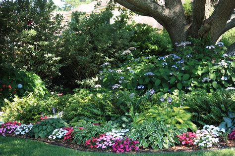 Lovely Shade Garden Hydrangeas Hostas Impatiens Bluebells Tall And