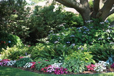 Oakleaf hydrangea (hydrangea quercifolia) has large long lasting white flowers during the summer. Pin on shade gardens