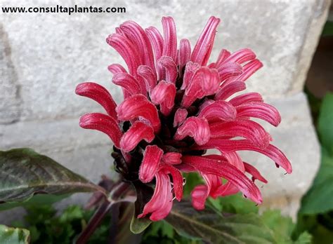 Justicia Carnea Or Brazilian Plume Flower Care And Growing