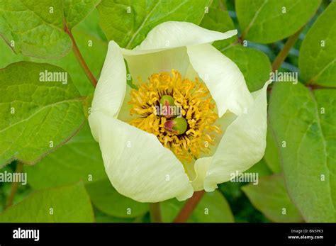 Single Open Pale Yellow Flower Of Paeonia Steveniana Stock Photo Alamy