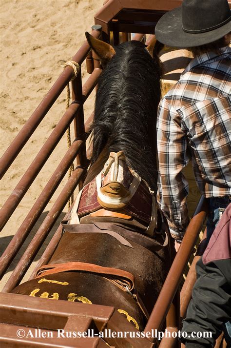 Rodeo Bareback Bronc Rider Prepares In Chute Miles City