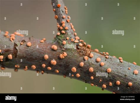 Coral Spot Fungus Nectria Cinnabarina On Branch England Stock Photo