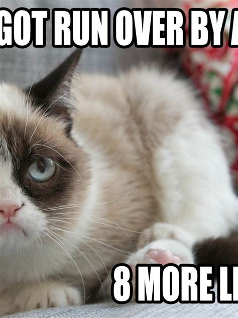 Free Download Cat Meme Quote Funny Humor Grumpy 7 Wallpaper 1920x1080
