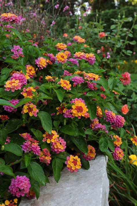 What could be cheerier than arizona apricot blanket flower? All the Dirt on Gardening: Heat Tolerant plants for the ...