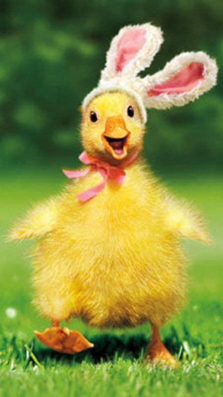 Details About Duckling Bunny Funny Easter Card Greeting