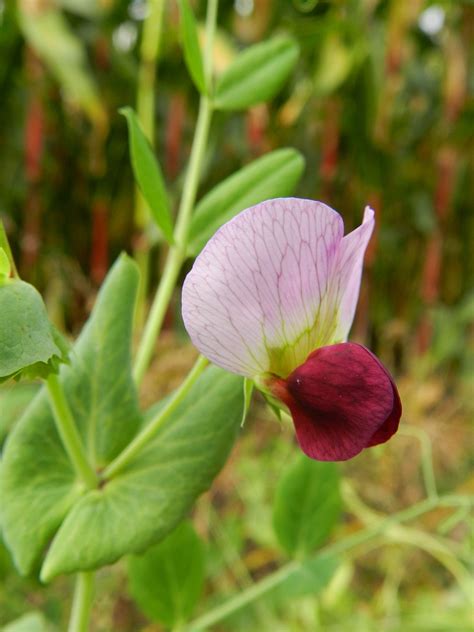 Pisum Sativum Garden Pea