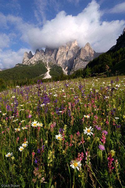 Wildflower Meadow In The Catinaccio Group Near Canazei Trentino Alto