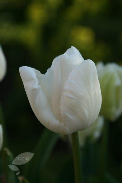 Buy Parrot Tulip Bulbs Tulipa White Parrot £699 Delivery By Crocus