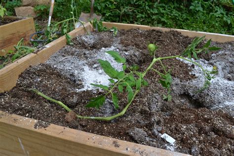 Growing Days Into The Trenches How To Trench Plant Tomatoes