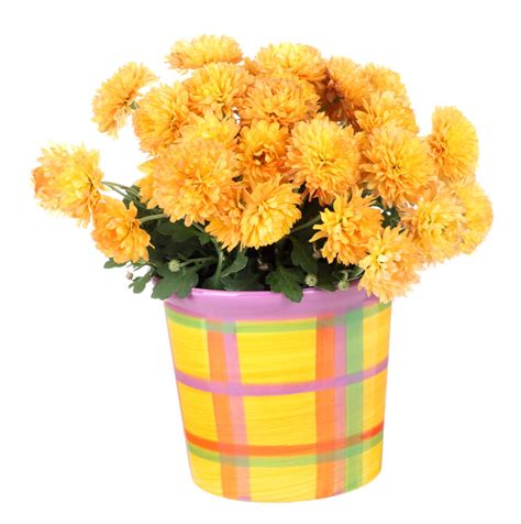 On line dream dictionary in depth meaning of symbols flowers are a symbol of the feminine principle and for the child. Majestic Symbolism and Meaning of Golden Flower of ...