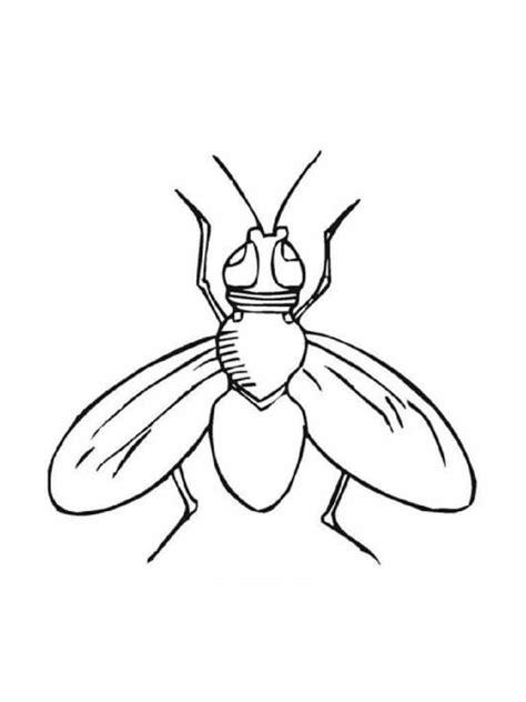 Coloriage insecte  dessins à imprimer gratuitement  Coloriage