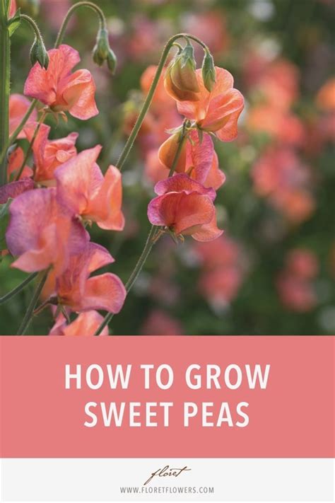 How To Grow Sweet Peas Growing Sweet Peas Sweet Pea Flowers