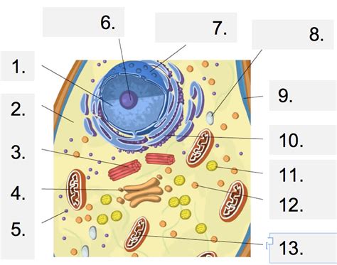 The cell is the basic unit of structure and function in all living. Cell Structure Gizmo Animal Cell Functions Part 2 Quiz ...