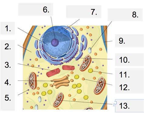 Maybe you would like to learn more about one of these? Cell Structure Gizmo Animal Cell Functions Part 2 Quiz ...